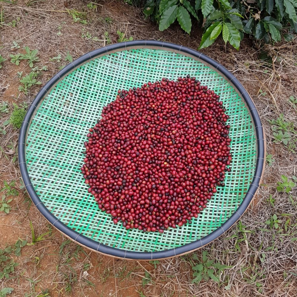 coffee terra branca